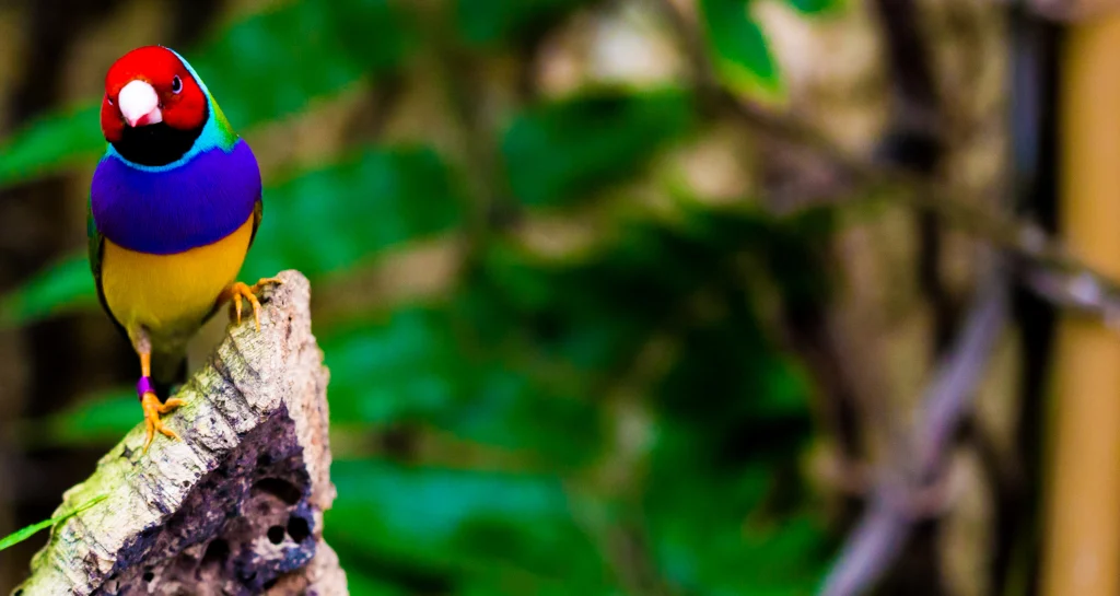 Acronis True Image 2019 TORRENT